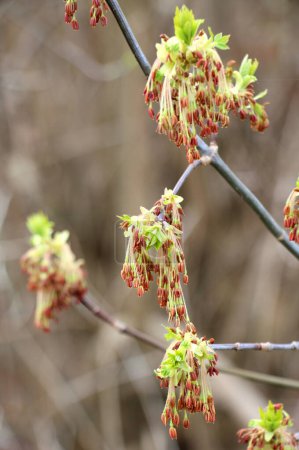 Im Frühling blüht der Eschenahorn (Acer negundo) in der Natur