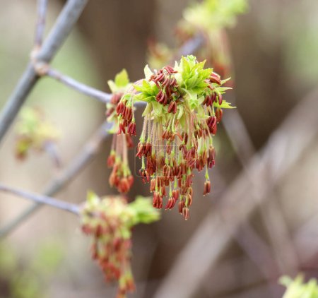 Au printemps, l'érable à frêne (Acer negundo) fleurit dans la nature