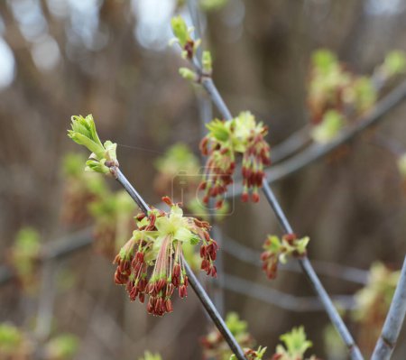 Im Frühling blüht der Eschenahorn (Acer negundo) in der Natur