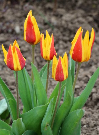 Téléchargez les photos : Au printemps fleurs jardin fleurs fleurs tulipes (Tulipa kaufmanniana
) - en image libre de droit