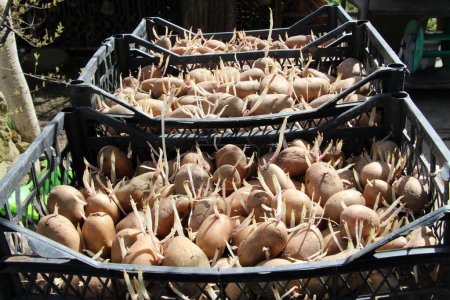 Germinated seed potatoes with sprouts are prepared for planting in the ground