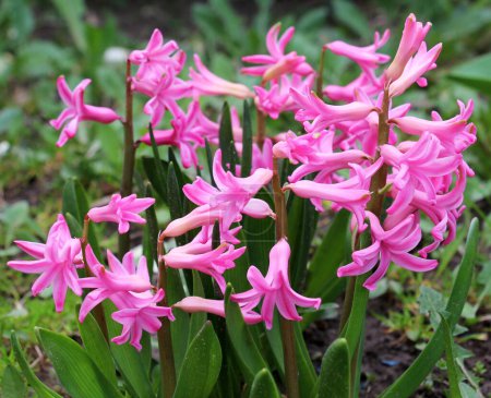 Hyazinthen blühen im Frühlingsgarten