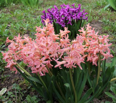 Hyacinths are blooming in the spring garden