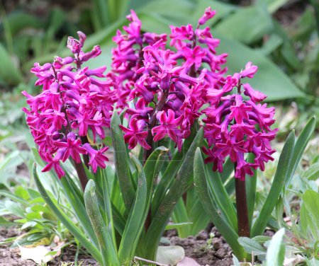 Hyacinths are blooming in the spring garde