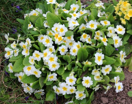 Primrose are blooming in the flowerbed in the garden