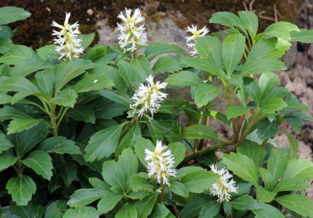 Valuable groundcover dwarf semi-shrub Pachysandra terminalis grows in the garden