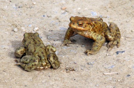 Common toad frog (Bufo bufo), which lives in the wild