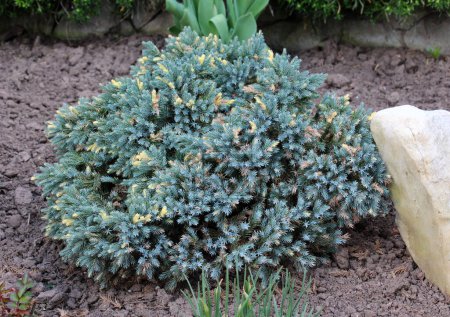 Die kleinwüchsige Form des Wacholderstrauches (Juniperus squamata) wird in der Landschaftsgestaltung verwendet