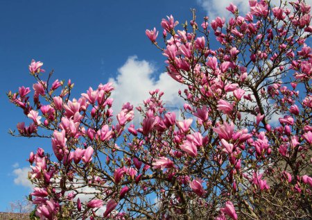 In the spring, a magnolia tree blooms in the garden