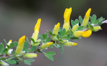Photo for Chamaecytisus blooms in the wild in spring - Royalty Free Image