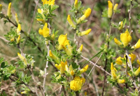 Chamaecytisus blooms in the wild in spring