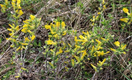 Chamaecytisus blooms in the wild in spring