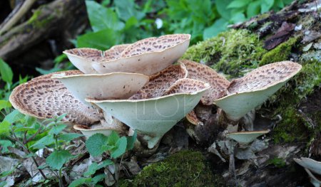 Essbare Zunder-Pilze cerioporus squamosus wachsen in freier Wildbahn