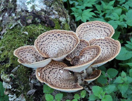 Edible tinder mushrooms cerioporus squamosus grow in the wild