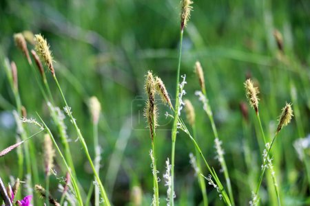 Hairy sedge (Carex pilosa) grows in the wild in the forest