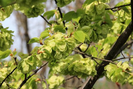 Olmo de primavera (Ulmus glabra) ramita con hojas y flores