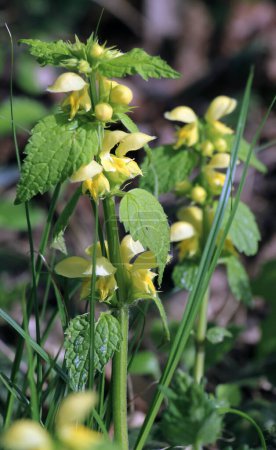 Spring in the wild in the woods yellow deaf nettle (Lamium galeobdolon) blooms