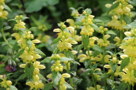 Frühling in freier Natur in den Wäldern Gelbe Taubnessel (Lamium galeobdolon) blüht
