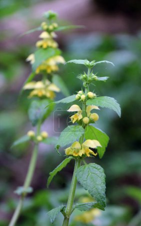 Frühling in freier Natur in den Wäldern Gelbe Taubnessel (Lamium galeobdolon) blüht