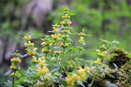 Spring in the wild in the woods yellow deaf nettle (Lamium galeobdolon) blooms