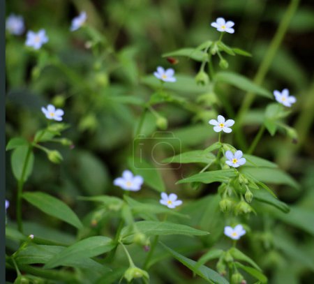 Omphalodes scorpioides grows in the wild in the forest in spring