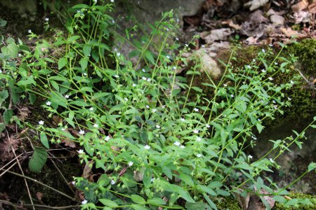 Omphalodes scorpioides crece en la naturaleza en el bosque en primavera