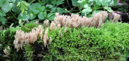 Coral mushrooms (Artomyces pyxidatus) grow in the wild