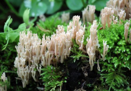 Coral mushrooms (Artomyces pyxidatus) grow in the wild
