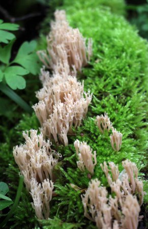 Photo for Coral mushrooms (Artomyces pyxidatus) grow in the wild - Royalty Free Image