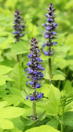 Ajuga reptans grows and blooms in herbs in the wild