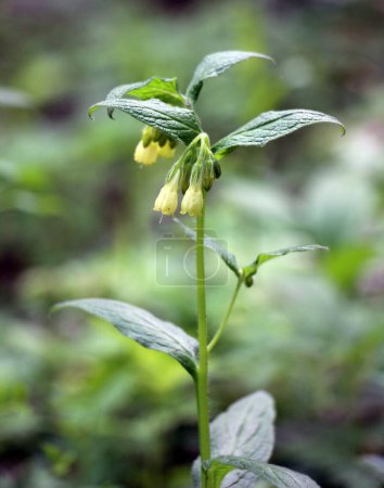 Tuberous comfrey (Symphytum tuberosum) grows in the wild in spring