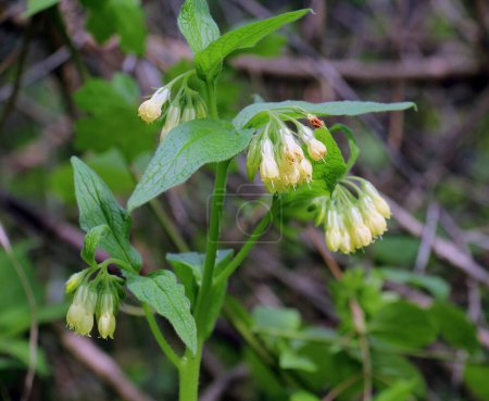 Téléchargez les photos : Tuberous comfrey (Symphytum tuberosum) grows in the wild in spring - en image libre de droit