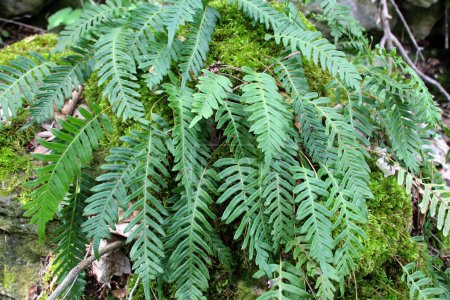 Fern Polypodium vulgare crece en estado salvaje sobre una roca en el bosque