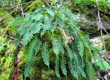 Fern Polypodium vulgare crece en estado salvaje sobre una roca en el bosque
