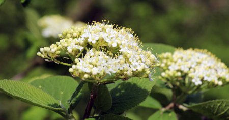 Im Frühling in den wilden Blüten von Viburnum (Viburnum lantana))