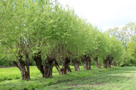 Old willow trees adorn the rural landscape