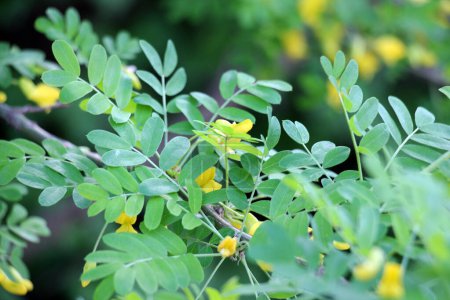 Téléchargez les photos : Floraison printanière de l'acacia jaune (Caragana arborescens)) - en image libre de droit