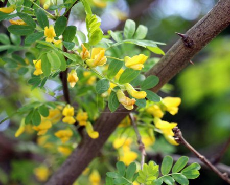 Floración de primavera de acacia de madera amarilla (Caragana arborescens)