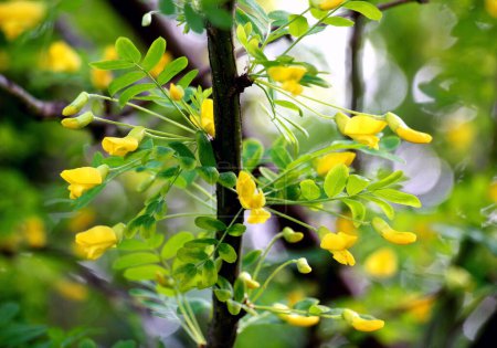 Spring flowering of yellow wood acacia ( Caragana arborescens)
