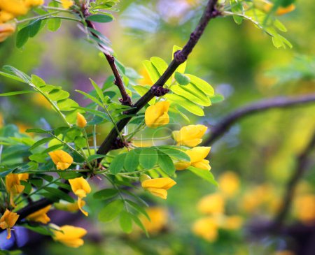 Téléchargez les photos : Floraison printanière de l'acacia jaune (Caragana arborescens)) - en image libre de droit