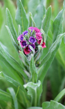 In the wild, Cynoglossum officinale blooms among grasses