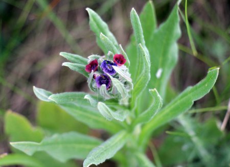In the wild, Cynoglossum officinale blooms among grasses