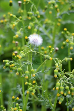 In nature, Senecio vulgaris grows as a weed