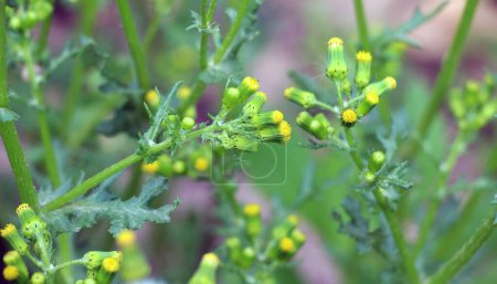 In nature, Senecio vulgaris grows as a weed