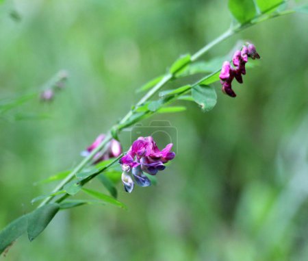 Lathyrus niger grows in the wild nature of the forest in spring