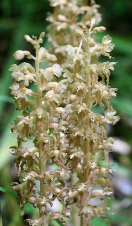 In freier Wildbahn wächst die seltene Rotbuch-Orchidee Neottia nidus-avis im Wald