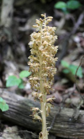 En la naturaleza, la rara orquídea del Libro Rojo Neottia nidus-avis crece en el bosque