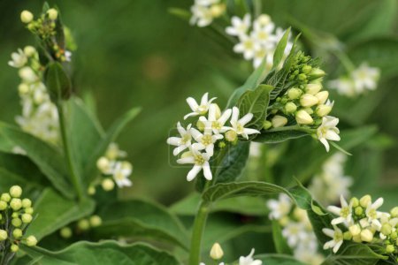 Au printemps, Vincetoxicum hirundinaria fleurit à l'état sauvage dans la forêt