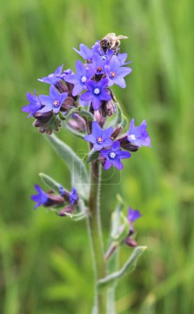 Anchusa blooms in the wild in the meadow