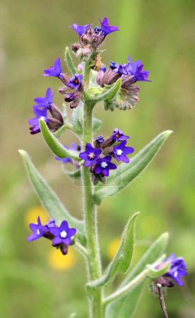 Anchusa blooms in the wild in the meadow